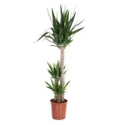 None Yucca Houseplant- 24cm