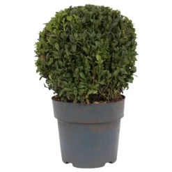 None Buxus Ball 3L