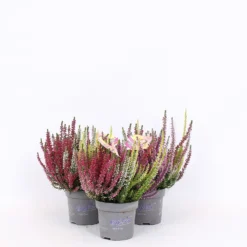 Calluna High Five - 11cm
