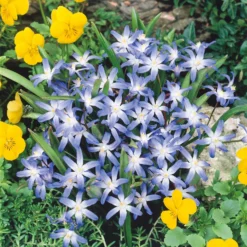 Chionodoxa Luciliea Mix 1L