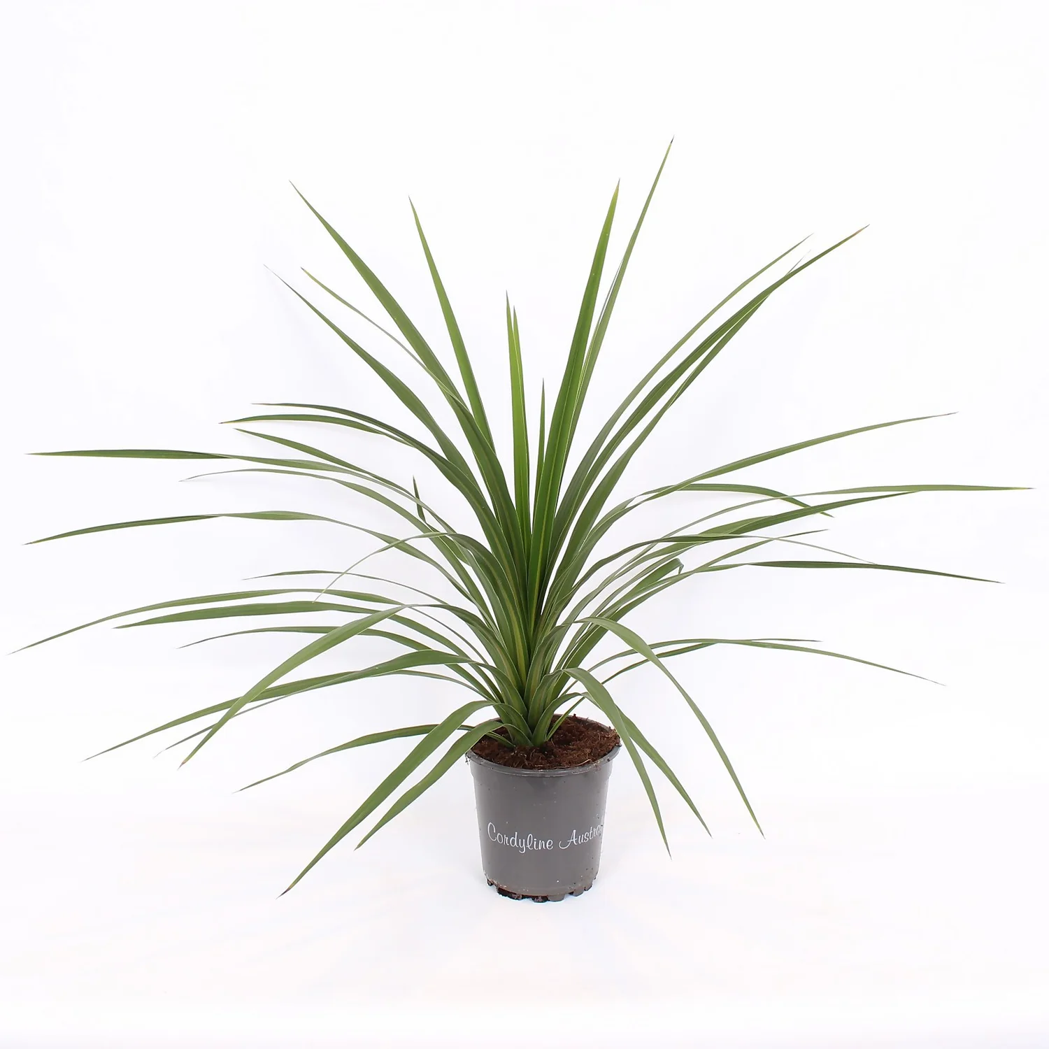 Cordyline Australis Verde 17cm