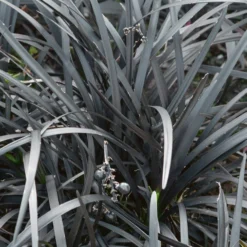 Grass Ophiopogon Nigrescens 10.5cm