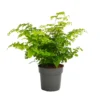 None Fern Mix 13cm