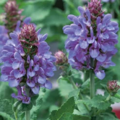 Salvia Marvel Mix 3L