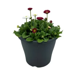 Ibiza Coloured Pot 21cm Bellis Spring