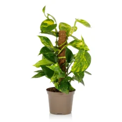 Scindapsus Moss Pole Scindapsus - 17cm