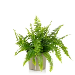 Fern Mix - 17cm