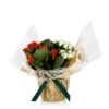 Gift Wrapped Kalanchoe - 12cm