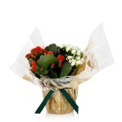 Gift Wrapped Kalanchoe - 12cm