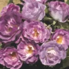 Rose Shrub Purple Mix 4.5L