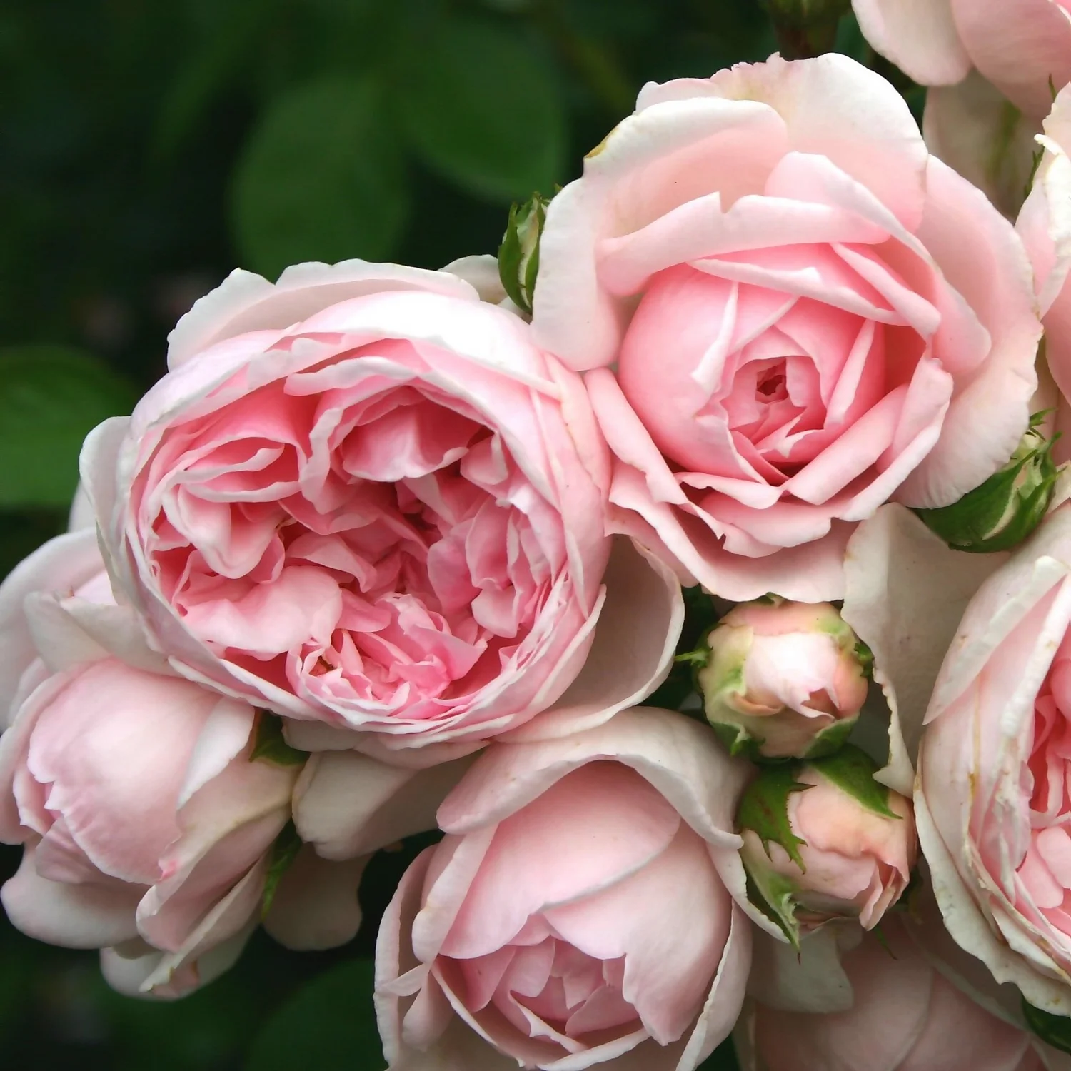 Rose Shrub Pink Mix 4.5L - Image 6