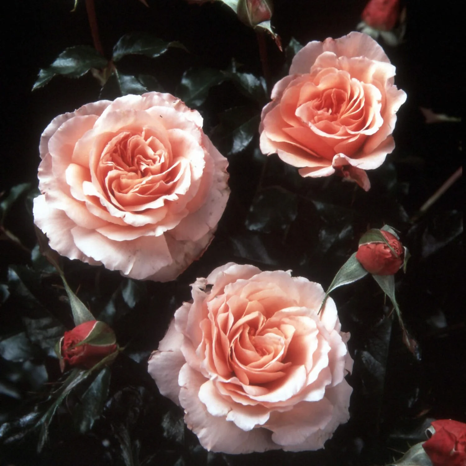 Rose Shrub Pink Mix 4.5L - Image 2