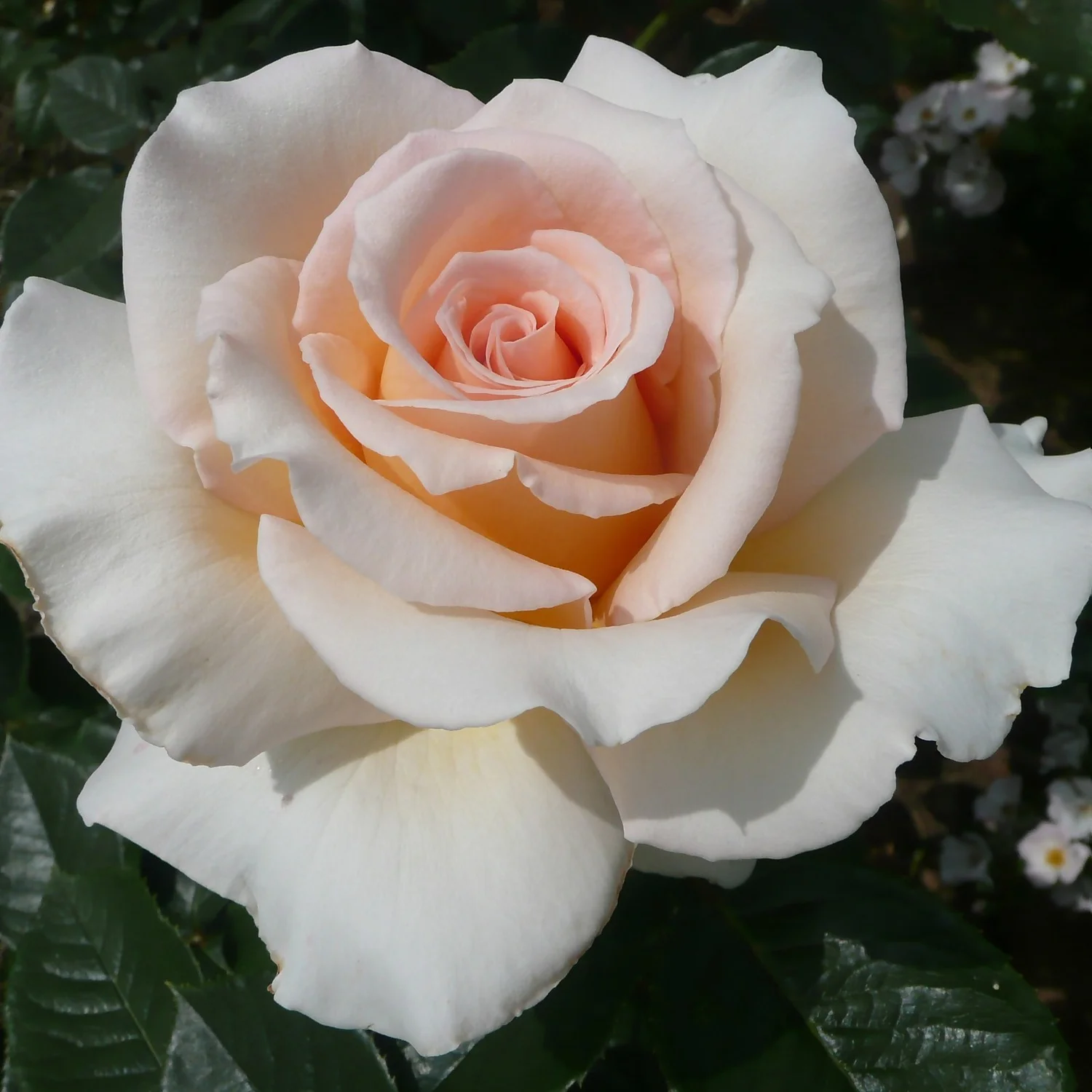 Rose Shrub Pink Mix 4.5L - Image 5