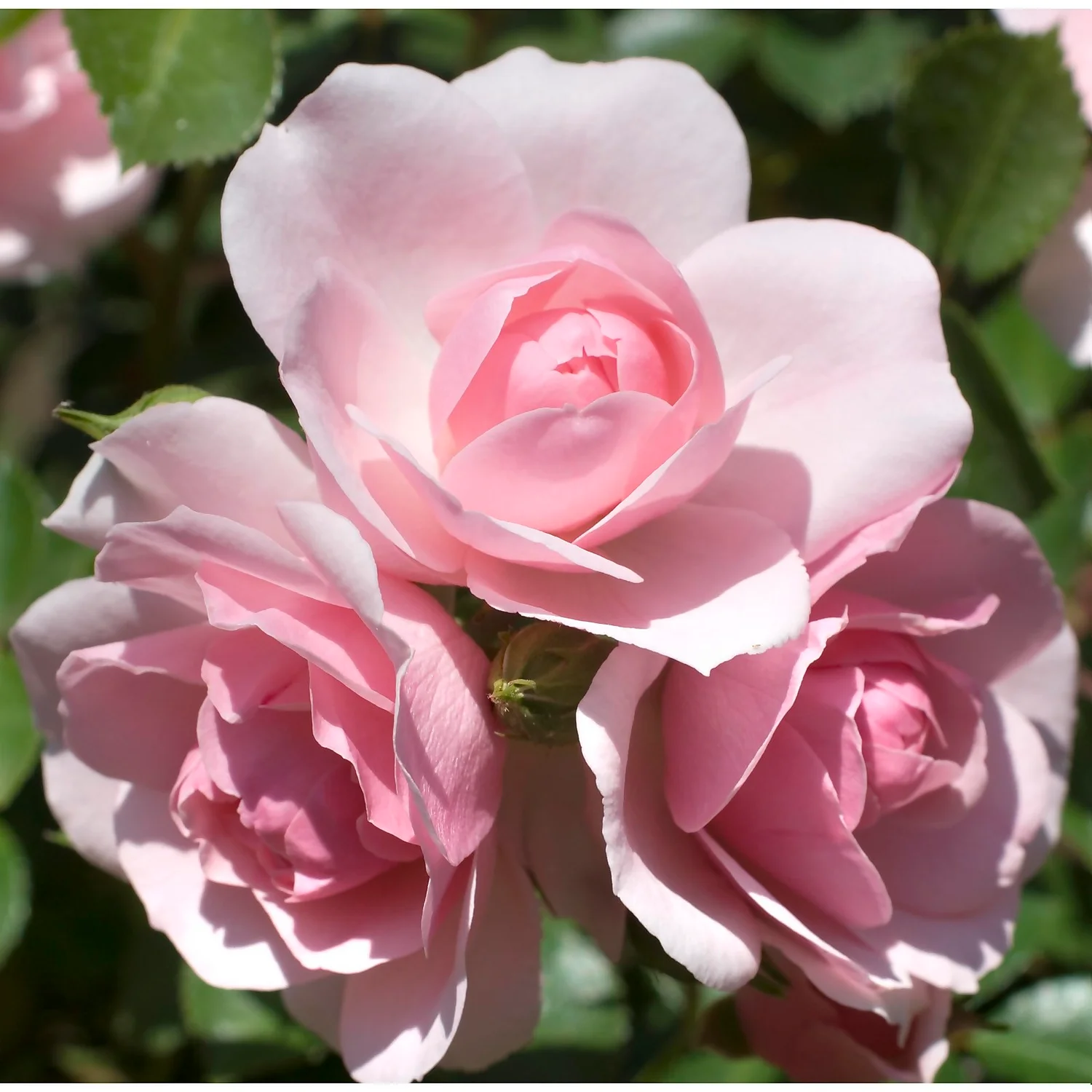 Rose Shrub Pink Mix 4.5L - Image 4