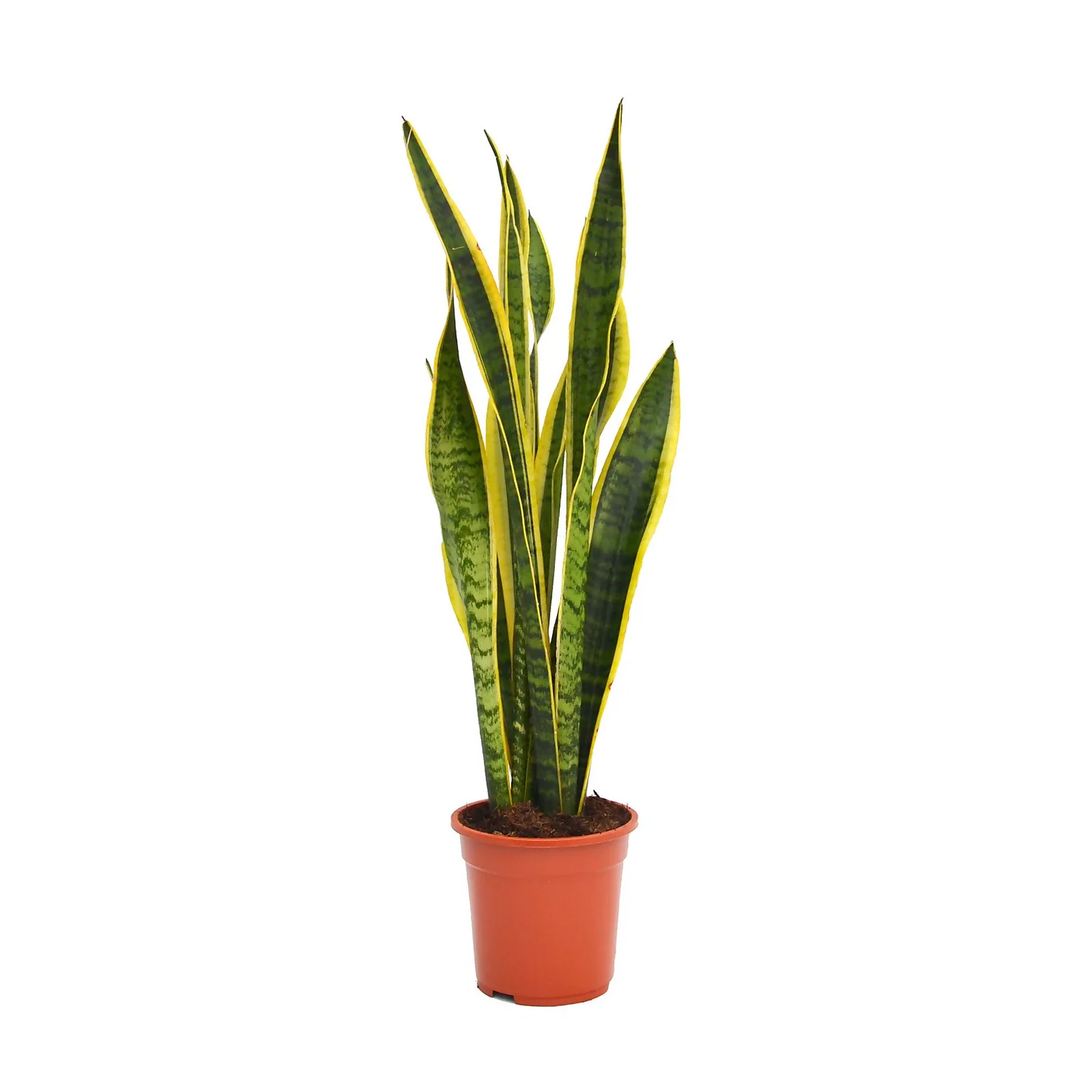 None Sansevieria Trifasciata Laurentii (Mother In Law's Tonque Or Snake Plant) In 19cm Pot