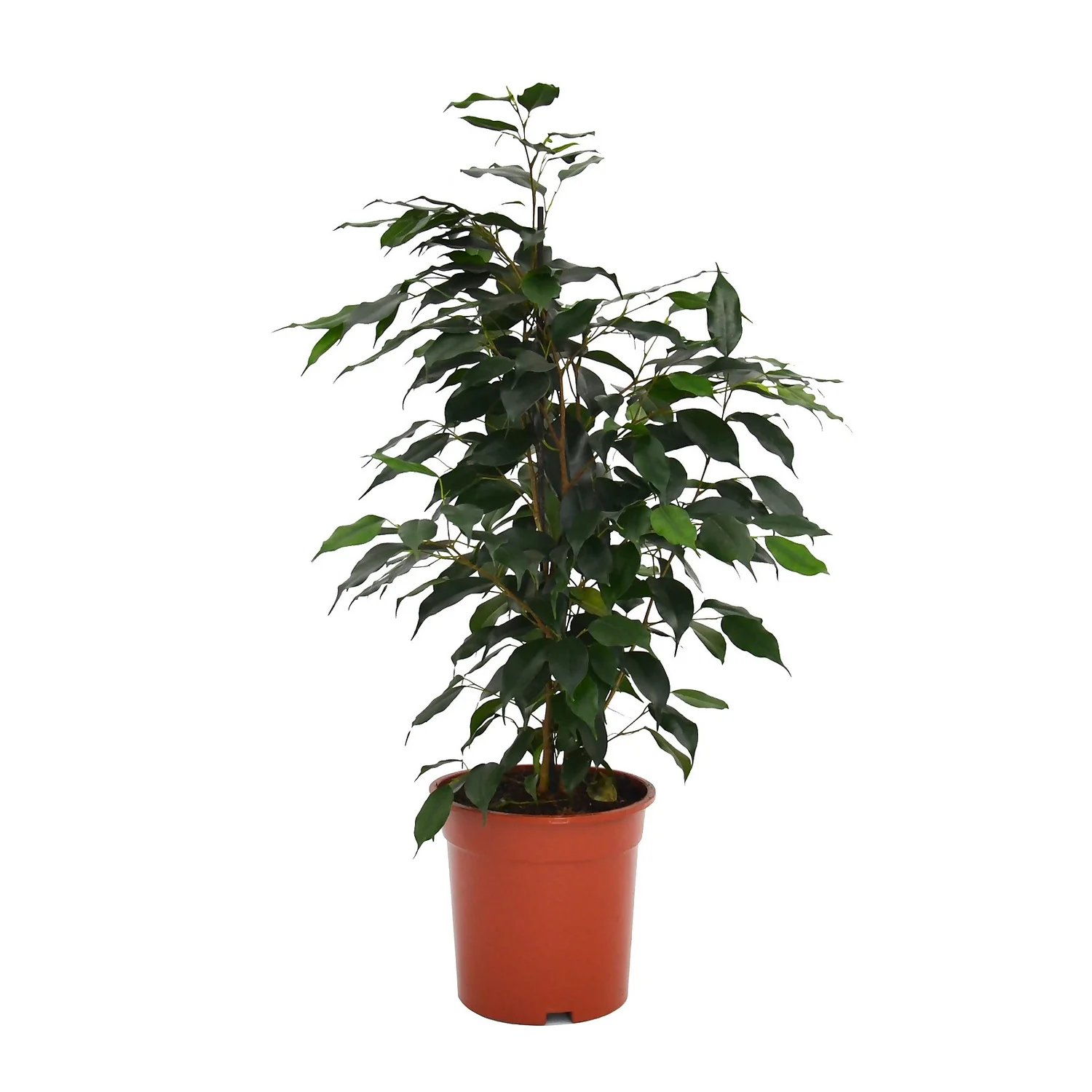 None Ficus Benjamina/elastica Mix 19cm - Image 2