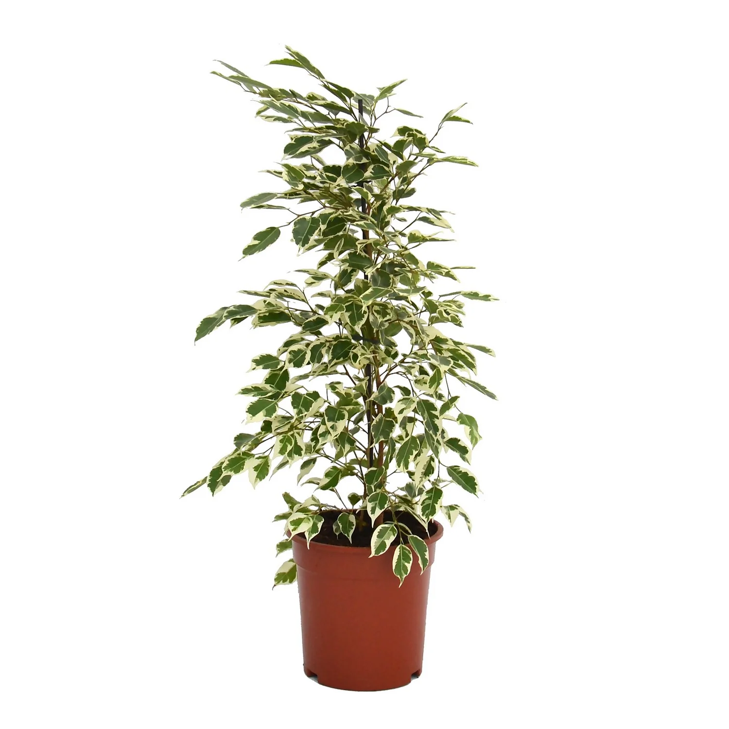 None Ficus Benjamina/elastica Mix 19cm - Image 3