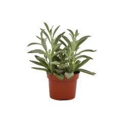 Kalanchoe Tomentosa (Panda Plant) In 12cm Pot