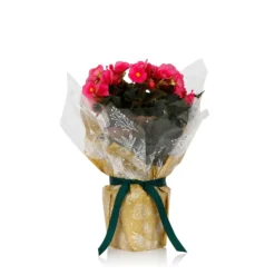 Gift Wrapped Begonia - 12cm