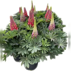 West Country Lupins Mix 23cm
